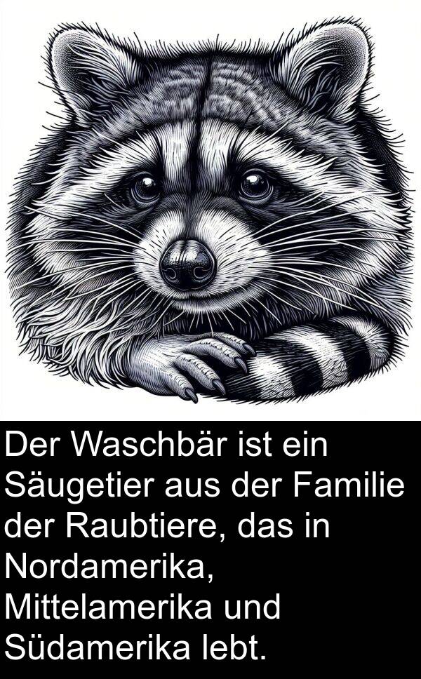 Familie: Der Waschbär ist ein Säugetier aus der Familie der Raubtiere, das in Nordamerika, Mittelamerika und Südamerika lebt.