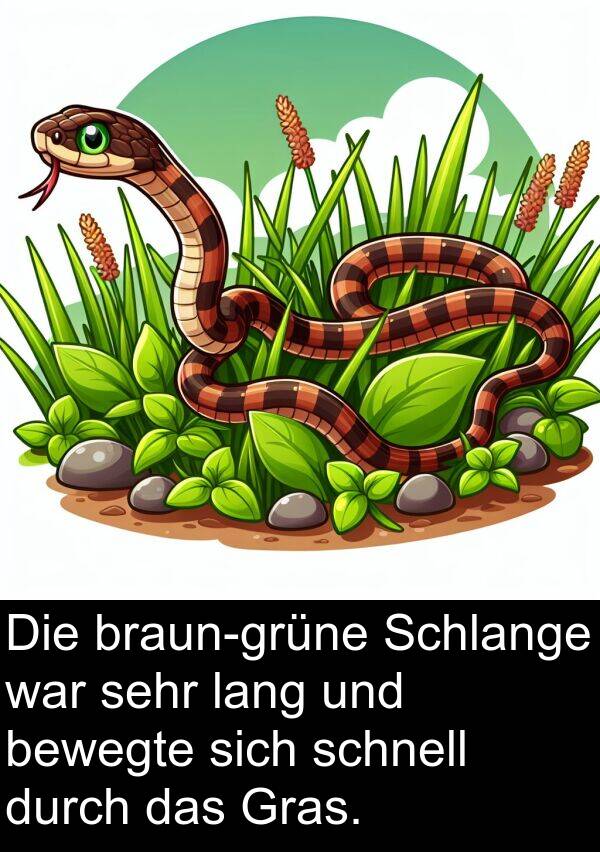 lang: Die braun-grüne Schlange war sehr lang und bewegte sich schnell durch das Gras.