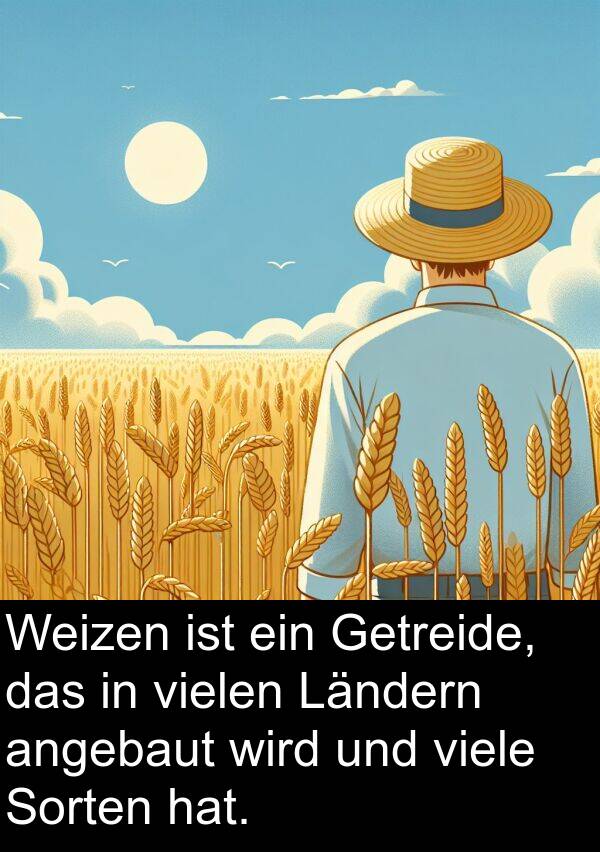 Weizen: Weizen ist ein Getreide, das in vielen Ländern angebaut wird und viele Sorten hat.