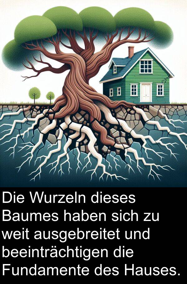 Hauses: Die Wurzeln dieses Baumes haben sich zu weit ausgebreitet und beeinträchtigen die Fundamente des Hauses.