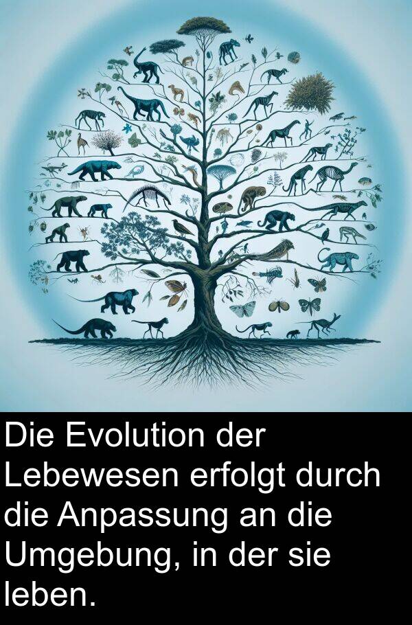 erfolgt: Die Evolution der Lebewesen erfolgt durch die Anpassung an die Umgebung, in der sie leben.