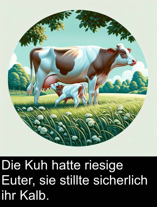 Kuh: Die Kuh hatte riesige Euter, sie stillte sicherlich ihr Kalb.