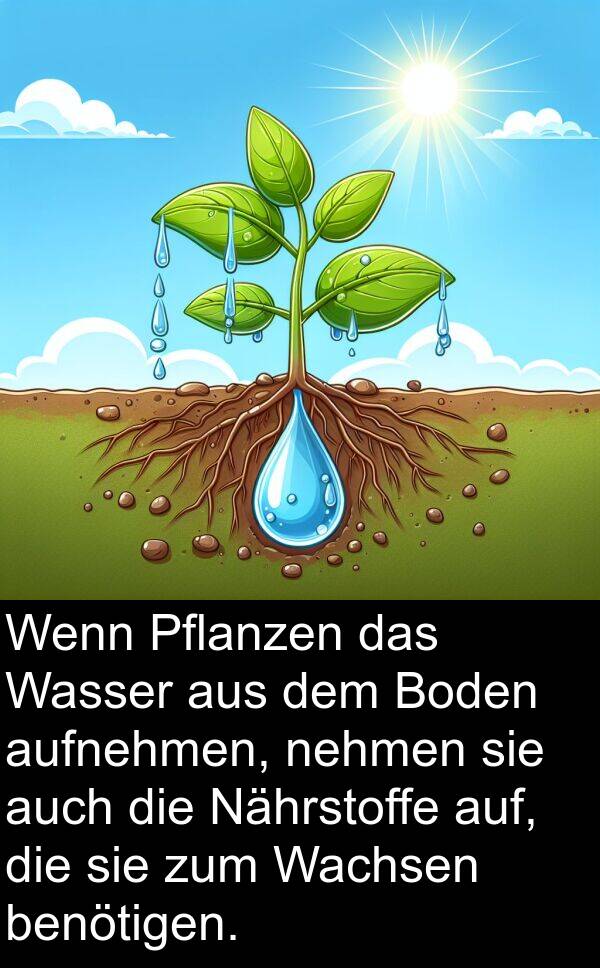 nehmen: Wenn Pflanzen das Wasser aus dem Boden aufnehmen, nehmen sie auch die Nährstoffe auf, die sie zum Wachsen benötigen.