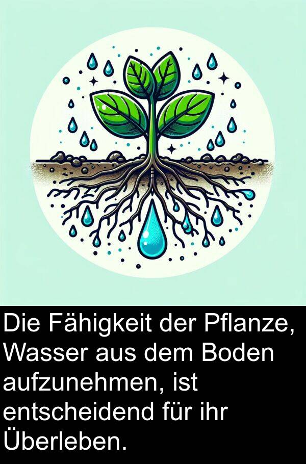 Fähigkeit: Die Fähigkeit der Pflanze, Wasser aus dem Boden aufzunehmen, ist entscheidend für ihr Überleben.