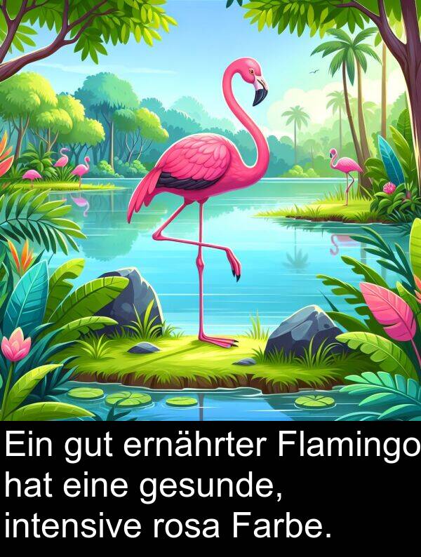 Farbe: Ein gut ernährter Flamingo hat eine gesunde, intensive rosa Farbe.