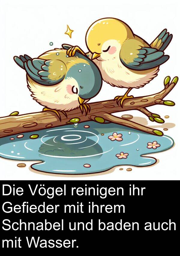 Gefieder: Die Vögel reinigen ihr Gefieder mit ihrem Schnabel und baden auch mit Wasser.