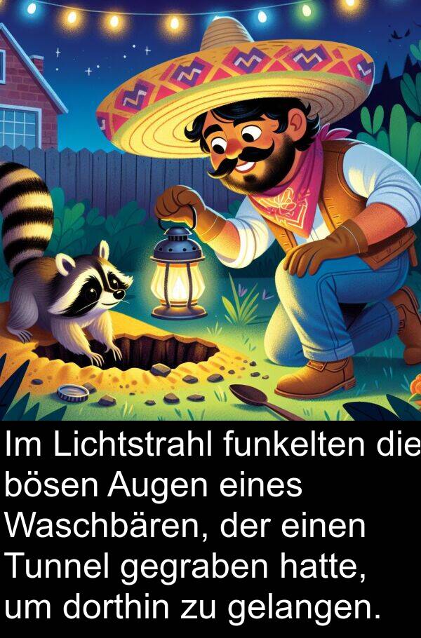 Waschbären: Im Lichtstrahl funkelten die bösen Augen eines Waschbären, der einen Tunnel gegraben hatte, um dorthin zu gelangen.