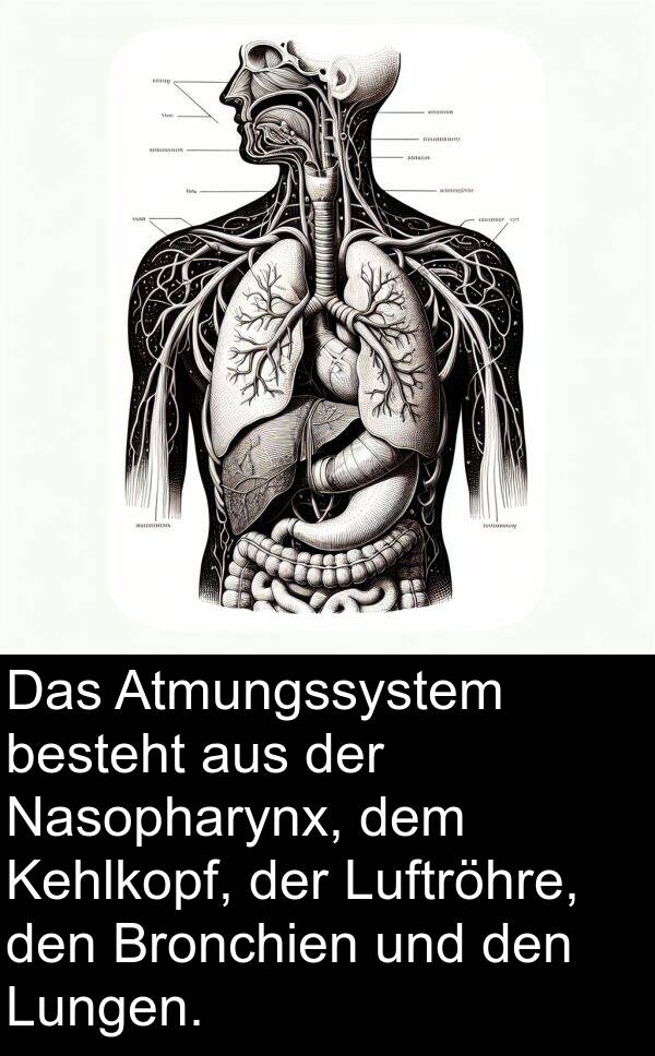 Kehlkopf: Das Atmungssystem besteht aus der Nasopharynx, dem Kehlkopf, der Luftröhre, den Bronchien und den Lungen.