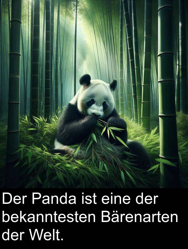 Panda: Der Panda ist eine der bekanntesten Bärenarten der Welt.