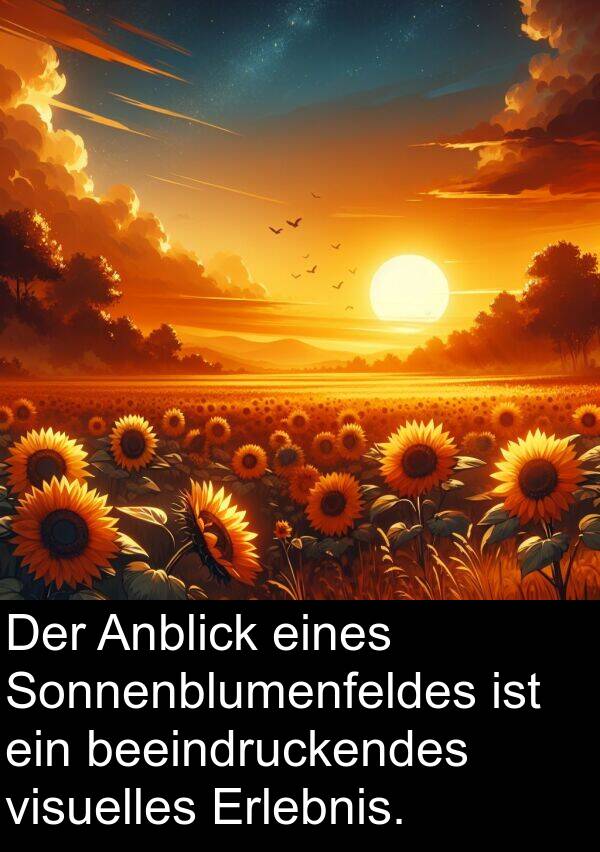 eines: Der Anblick eines Sonnenblumenfeldes ist ein beeindruckendes visuelles Erlebnis.