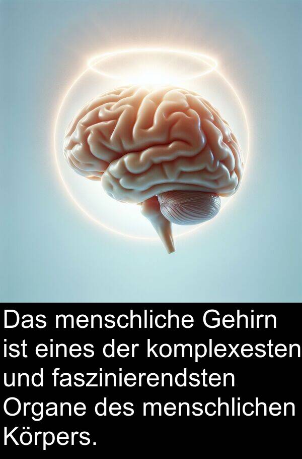 Organe: Das menschliche Gehirn ist eines der komplexesten und faszinierendsten Organe des menschlichen Körpers.