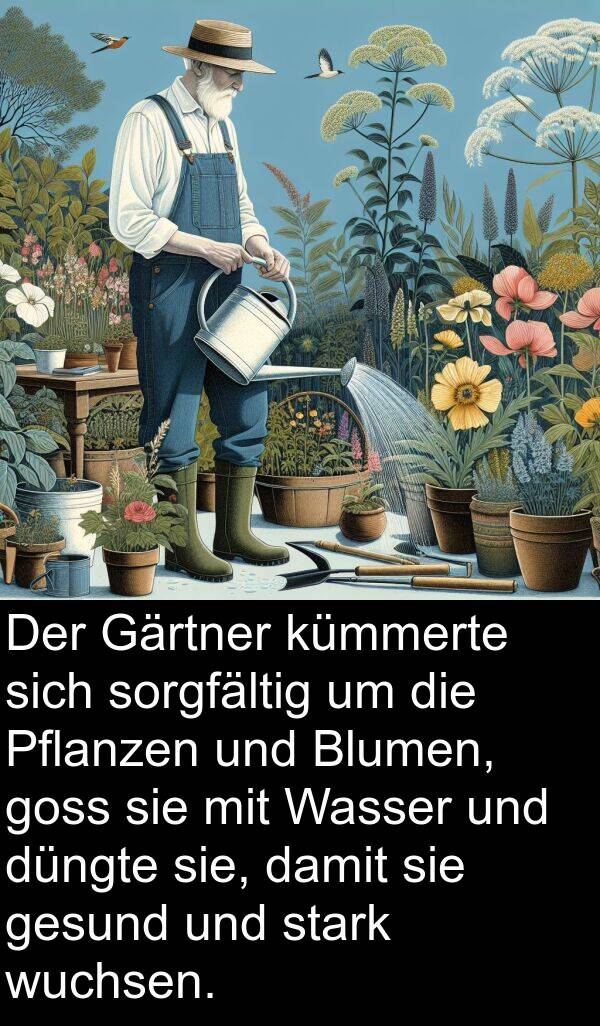 Gärtner: Der Gärtner kümmerte sich sorgfältig um die Pflanzen und Blumen, goss sie mit Wasser und düngte sie, damit sie gesund und stark wuchsen.