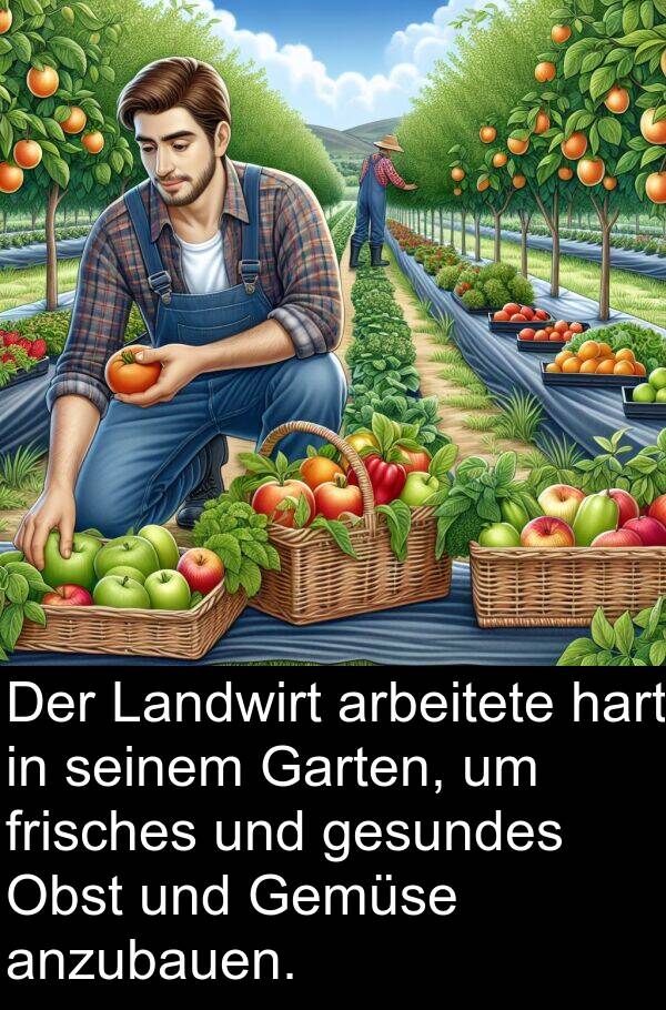 Garten: Der Landwirt arbeitete hart in seinem Garten, um frisches und gesundes Obst und Gemüse anzubauen.