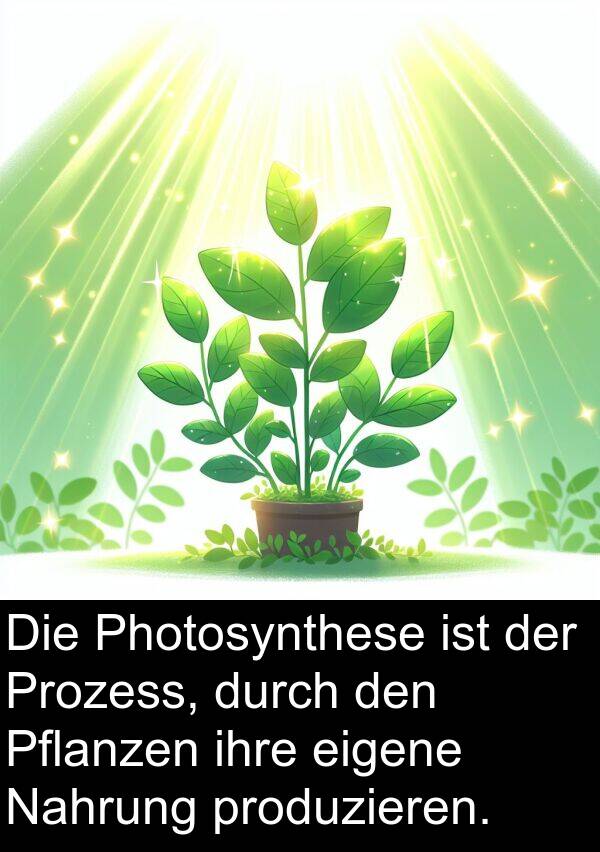 eigene: Die Photosynthese ist der Prozess, durch den Pflanzen ihre eigene Nahrung produzieren.