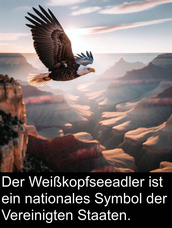 Vereinigten: Der Weißkopfseeadler ist ein nationales Symbol der Vereinigten Staaten.