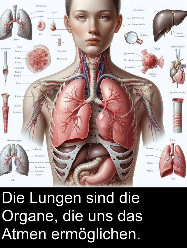 Organe: Die Lungen sind die Organe, die uns das Atmen ermöglichen.