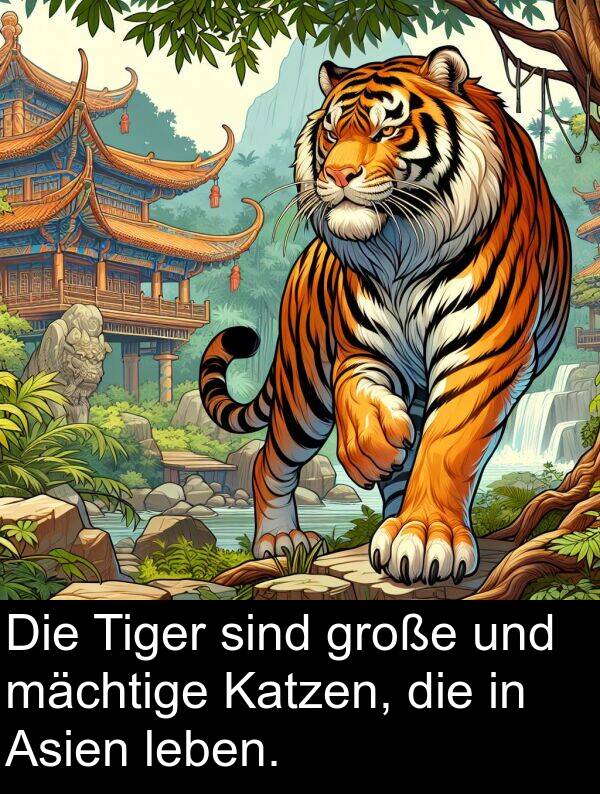 Katzen: Die Tiger sind große und mächtige Katzen, die in Asien leben.