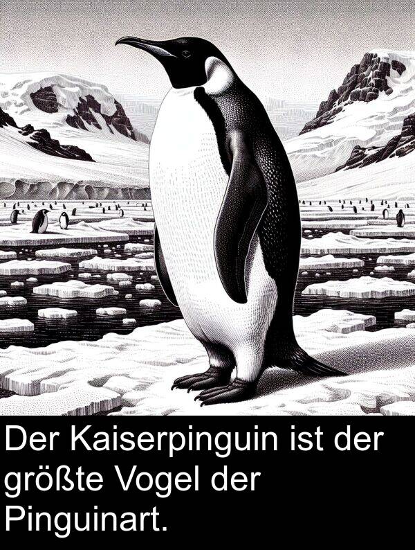 Kaiserpinguin: Der Kaiserpinguin ist der größte Vogel der Pinguinart.