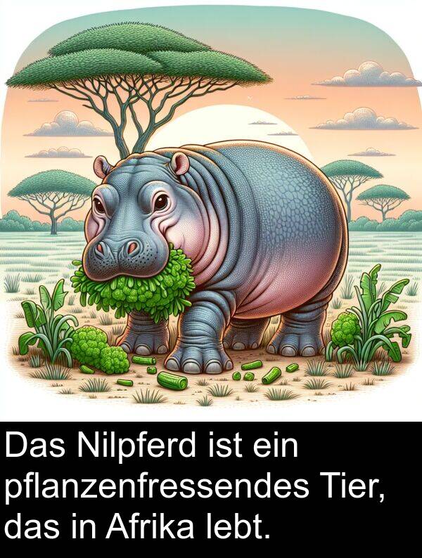 pflanzenfressendes: Das Nilpferd ist ein pflanzenfressendes Tier, das in Afrika lebt.