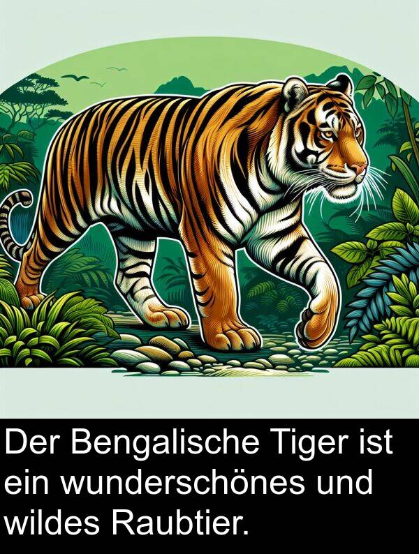 Tiger: Der Bengalische Tiger ist ein wunderschönes und wildes Raubtier.