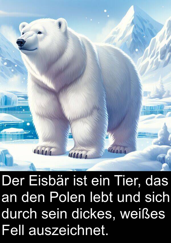 dickes: Der Eisbär ist ein Tier, das an den Polen lebt und sich durch sein dickes, weißes Fell auszeichnet.