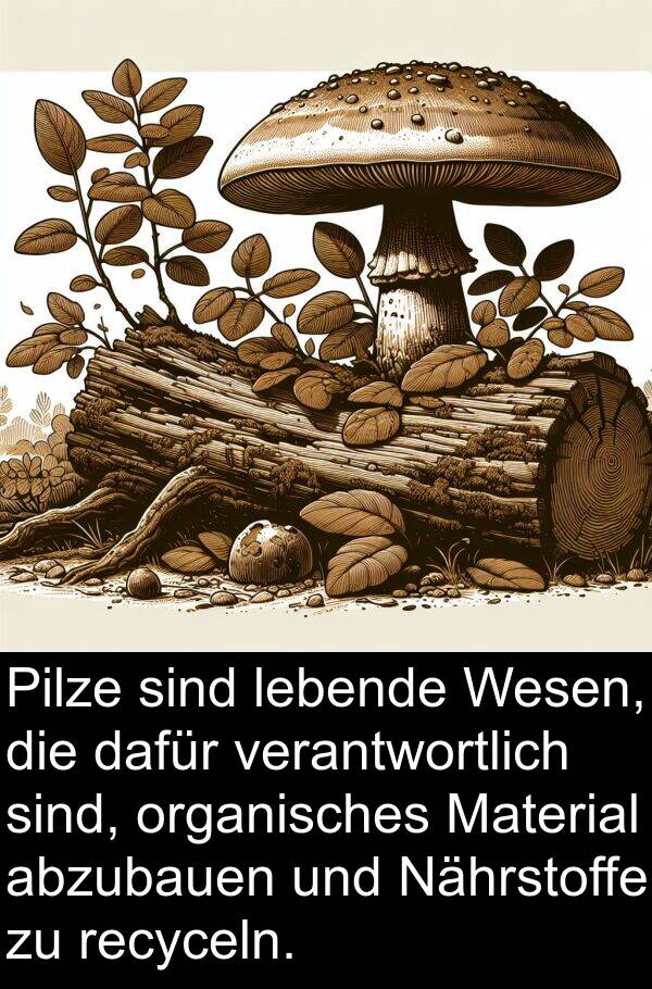 verantwortlich: Pilze sind lebende Wesen, die dafür verantwortlich sind, organisches Material abzubauen und Nährstoffe zu recyceln.