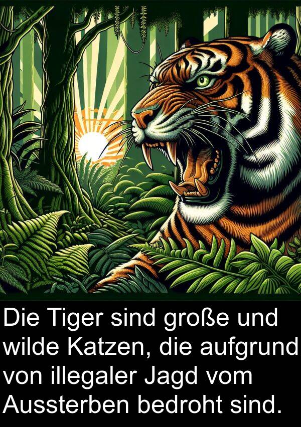 Katzen: Die Tiger sind große und wilde Katzen, die aufgrund von illegaler Jagd vom Aussterben bedroht sind.