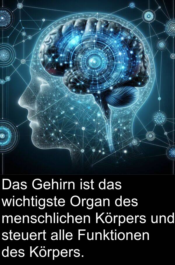 Gehirn: Das Gehirn ist das wichtigste Organ des menschlichen Körpers und steuert alle Funktionen des Körpers.