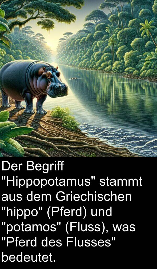 Griechischen: Der Begriff "Hippopotamus" stammt aus dem Griechischen "hippo" (Pferd) und "potamos" (Fluss), was "Pferd des Flusses" bedeutet.