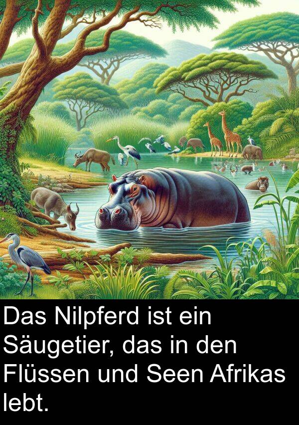 Säugetier: Das Nilpferd ist ein Säugetier, das in den Flüssen und Seen Afrikas lebt.