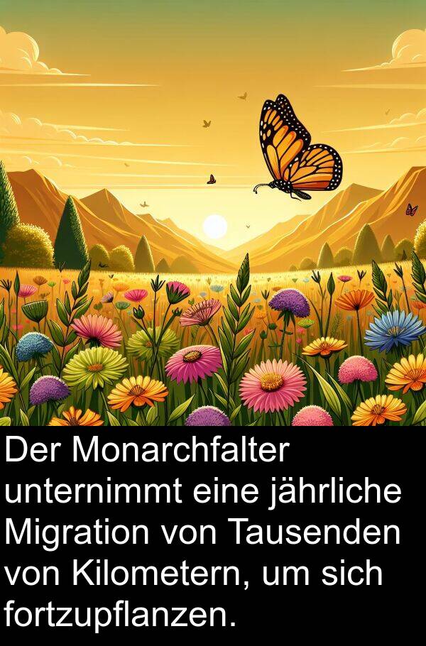 Kilometern: Der Monarchfalter unternimmt eine jährliche Migration von Tausenden von Kilometern, um sich fortzupflanzen.