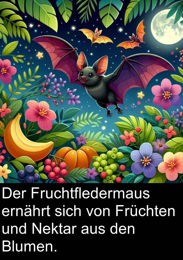 ernährt: Der Fruchtfledermaus ernährt sich von Früchten und Nektar aus den Blumen.