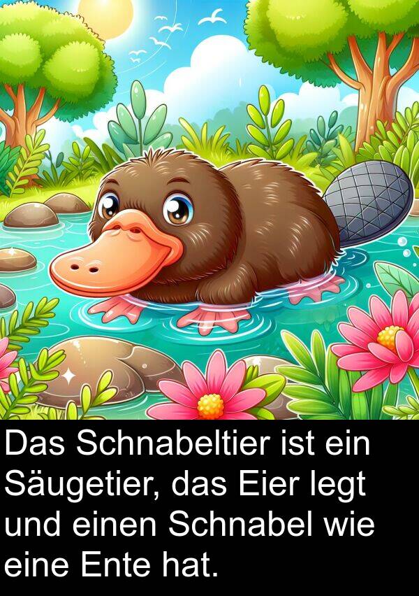 Eier: Das Schnabeltier ist ein Säugetier, das Eier legt und einen Schnabel wie eine Ente hat.