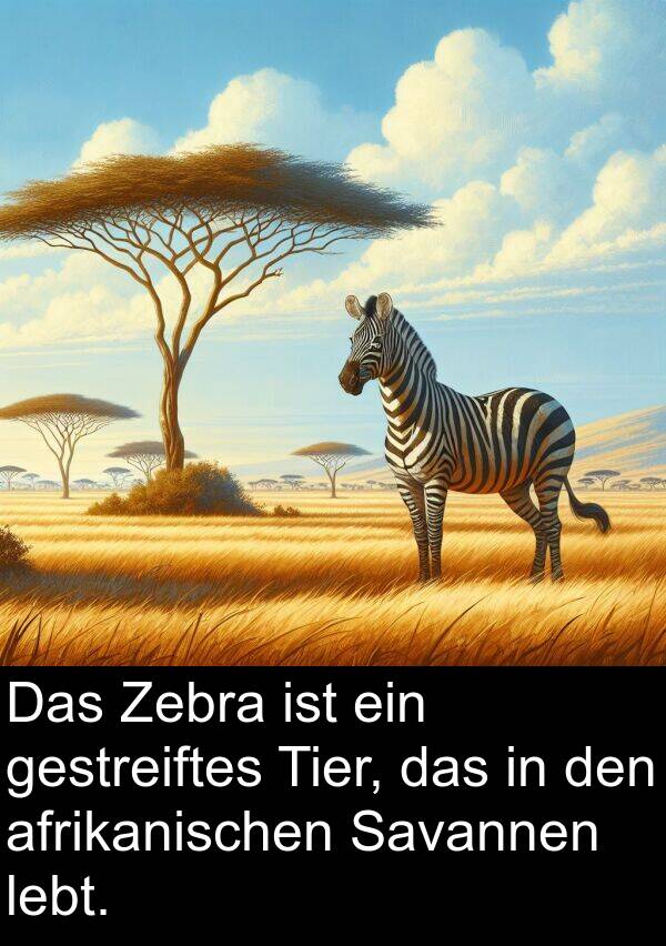 gestreiftes: Das Zebra ist ein gestreiftes Tier, das in den afrikanischen Savannen lebt.