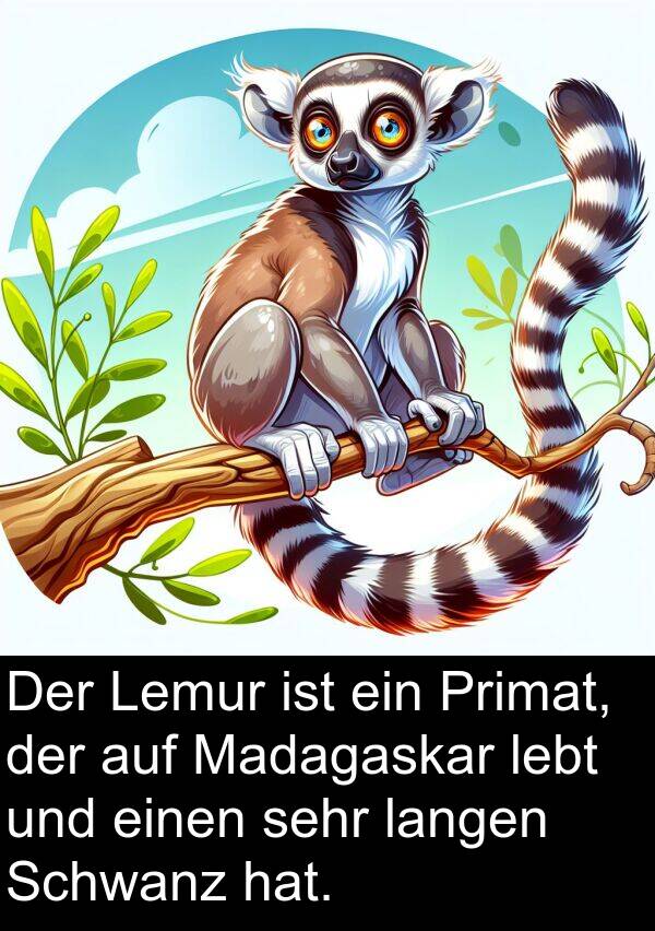 lebt: Der Lemur ist ein Primat, der auf Madagaskar lebt und einen sehr langen Schwanz hat.