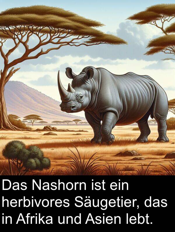 Afrika: Das Nashorn ist ein herbivores Säugetier, das in Afrika und Asien lebt.