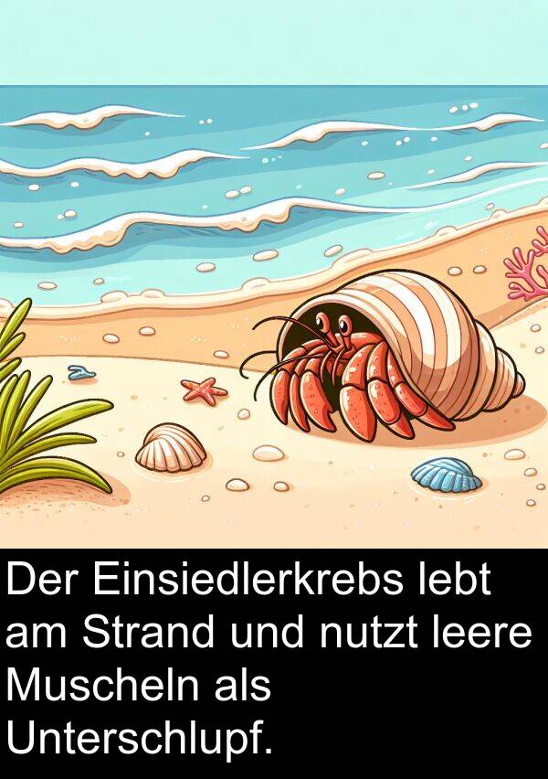 leere: Der Einsiedlerkrebs lebt am Strand und nutzt leere Muscheln als Unterschlupf.