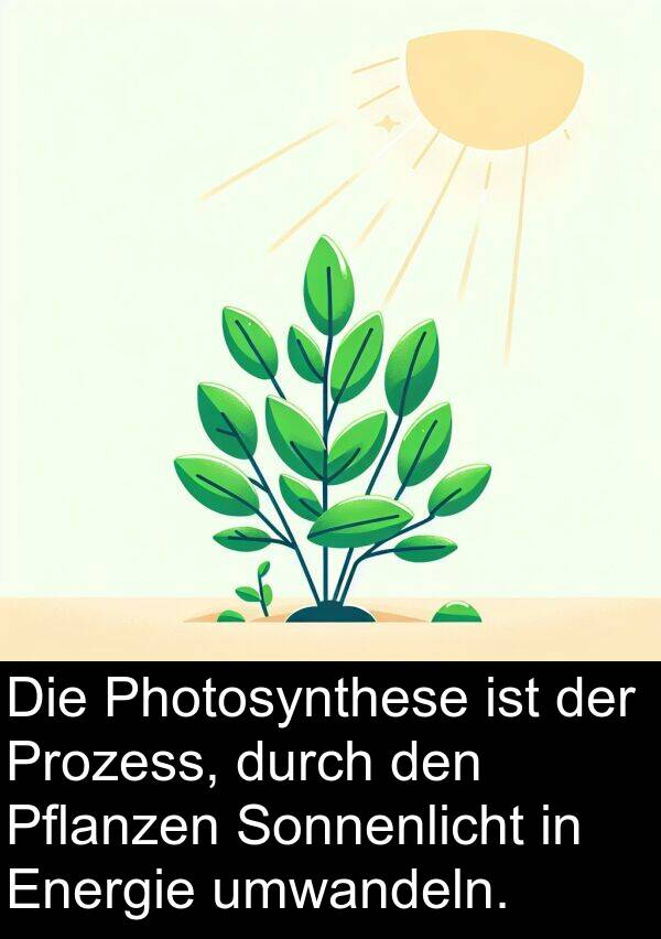 Energie: Die Photosynthese ist der Prozess, durch den Pflanzen Sonnenlicht in Energie umwandeln.