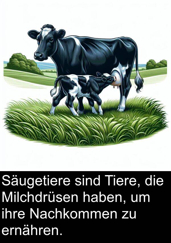 ernähren: Säugetiere sind Tiere, die Milchdrüsen haben, um ihre Nachkommen zu ernähren.