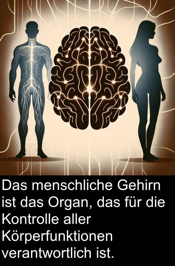 verantwortlich: Das menschliche Gehirn ist das Organ, das für die Kontrolle aller Körperfunktionen verantwortlich ist.