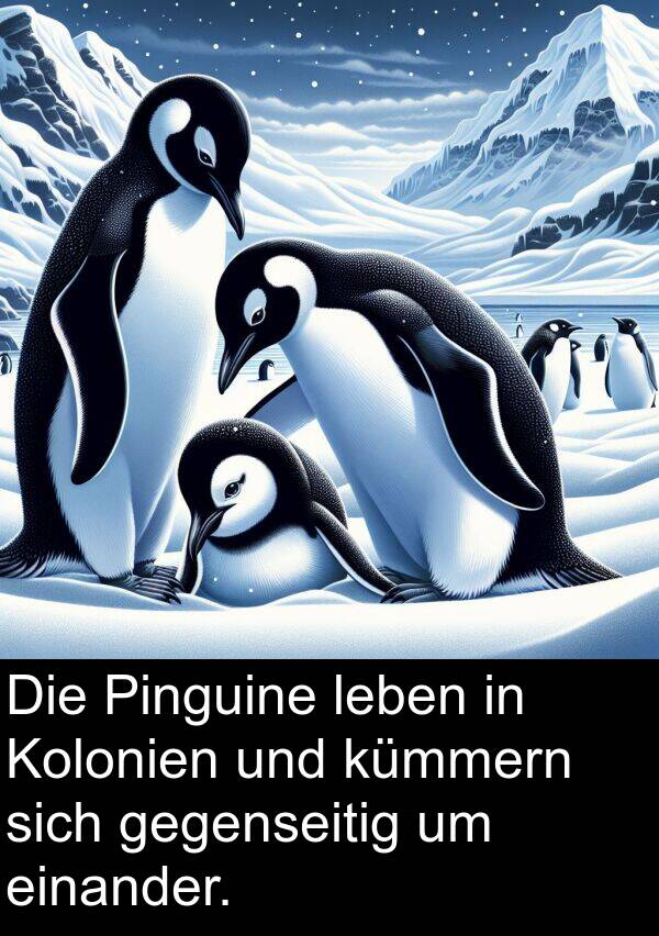 einander: Die Pinguine leben in Kolonien und kümmern sich gegenseitig um einander.