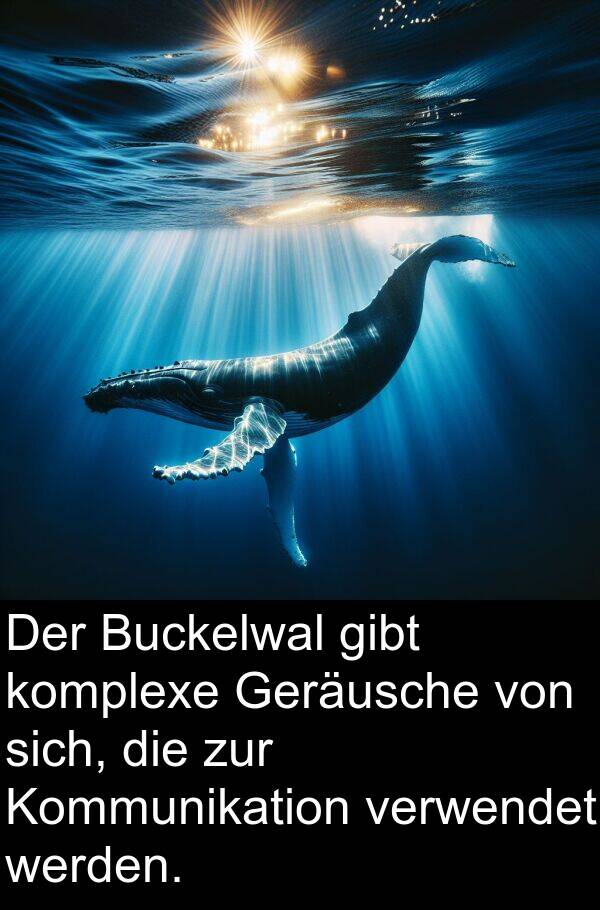 Kommunikation: Der Buckelwal gibt komplexe Geräusche von sich, die zur Kommunikation verwendet werden.