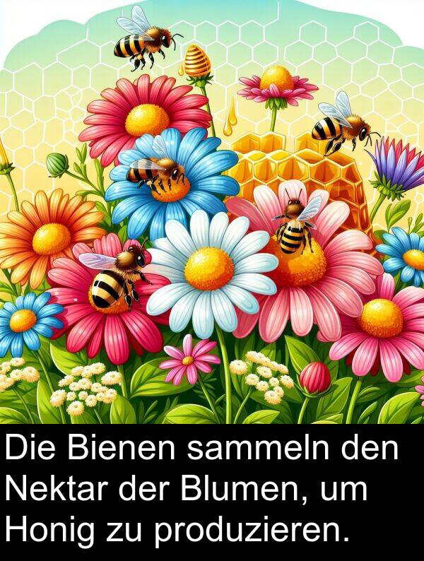 sammeln: Die Bienen sammeln den Nektar der Blumen, um Honig zu produzieren.