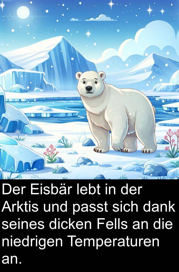 dicken: Der Eisbär lebt in der Arktis und passt sich dank seines dicken Fells an die niedrigen Temperaturen an.