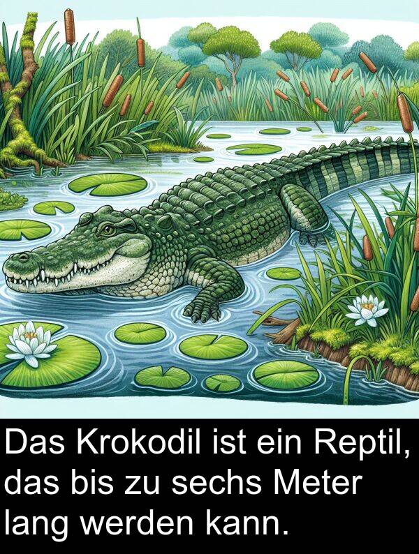 kann: Das Krokodil ist ein Reptil, das bis zu sechs Meter lang werden kann.