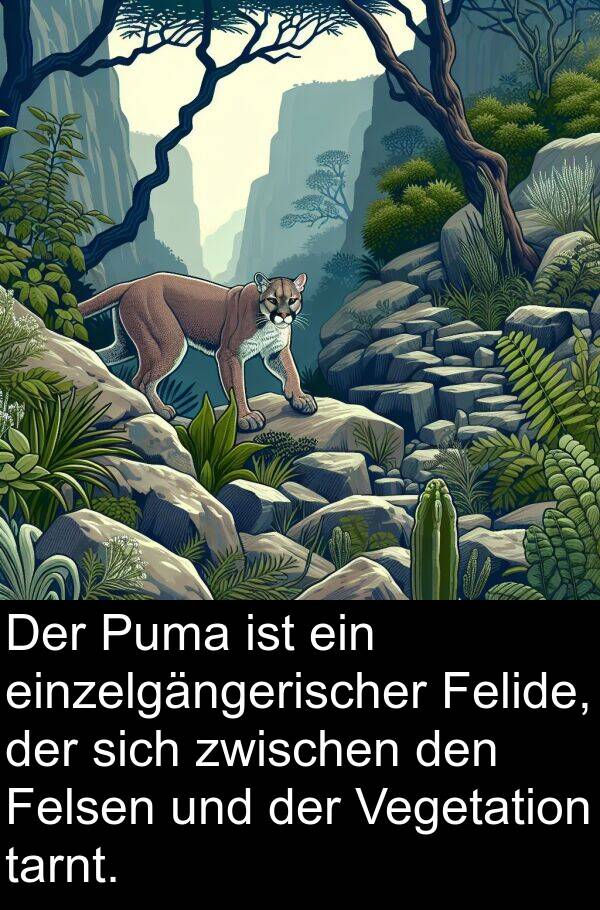 zwischen: Der Puma ist ein einzelgängerischer Felide, der sich zwischen den Felsen und der Vegetation tarnt.