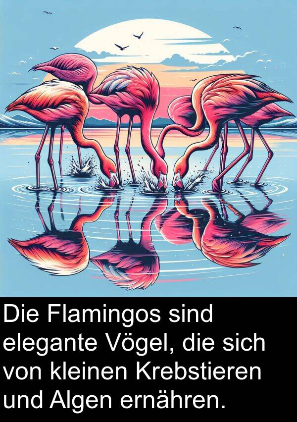 Krebstieren: Die Flamingos sind elegante Vögel, die sich von kleinen Krebstieren und Algen ernähren.