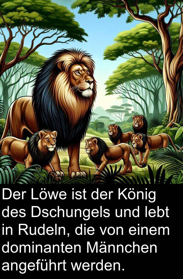 dominanten: Der Löwe ist der König des Dschungels und lebt in Rudeln, die von einem dominanten Männchen angeführt werden.