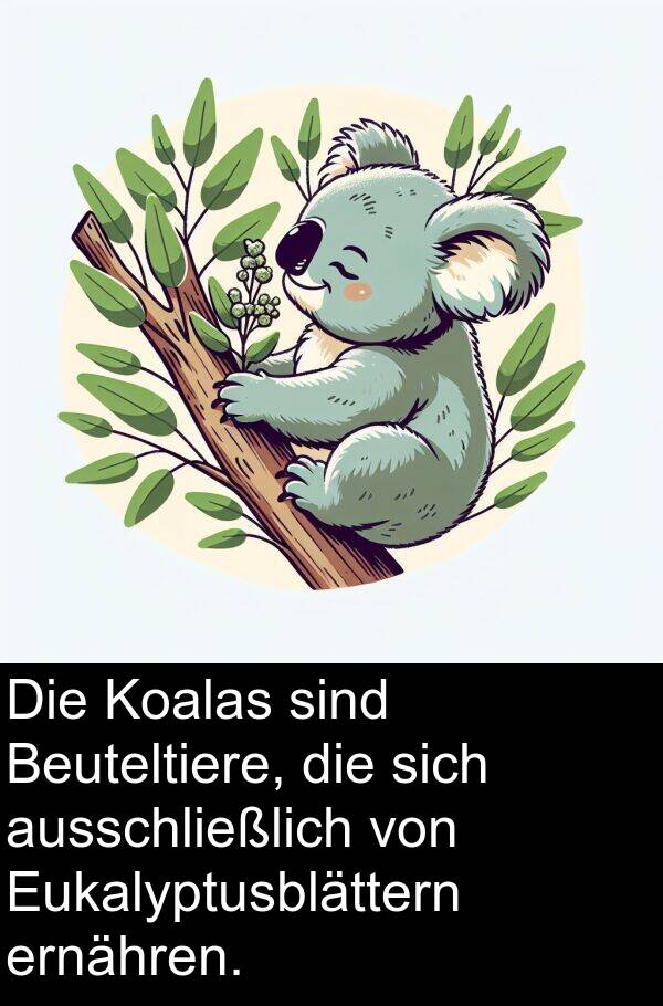 ernähren: Die Koalas sind Beuteltiere, die sich ausschließlich von Eukalyptusblättern ernähren.