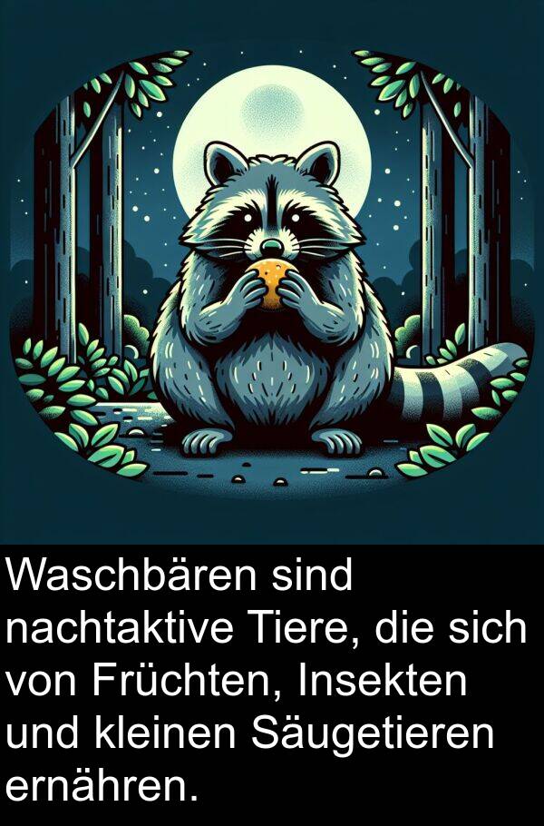Insekten: Waschbären sind nachtaktive Tiere, die sich von Früchten, Insekten und kleinen Säugetieren ernähren.